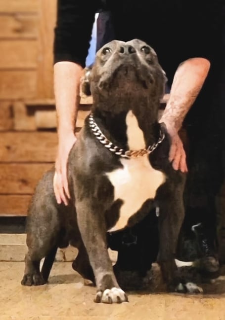 bleu bleu